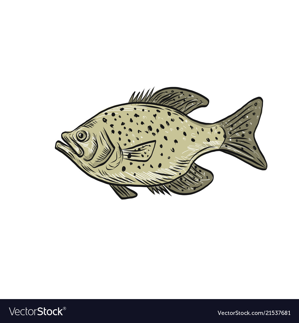 Crappie fish side drawing royalty free vector image