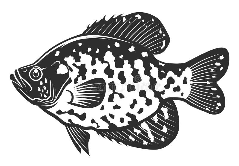 Crappie stock illustrations â crappie stock illustrations vectors clipart