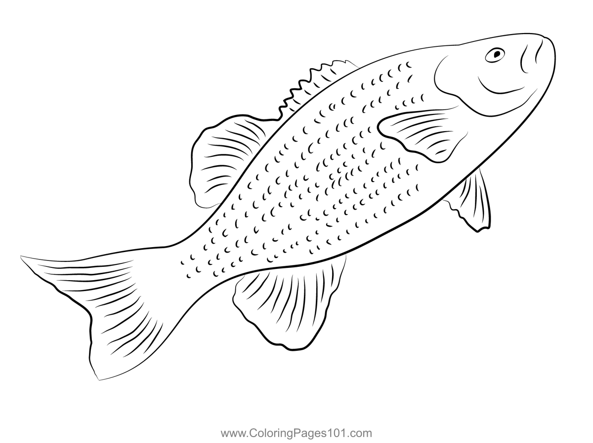 Fish for bass step coloring page coloring pages fish outline bass fishing