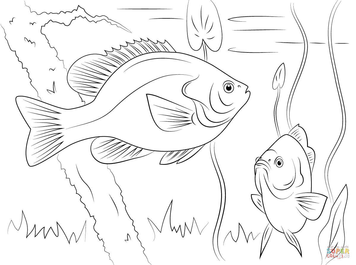 Redear sunfish coloring page free printable coloring pages