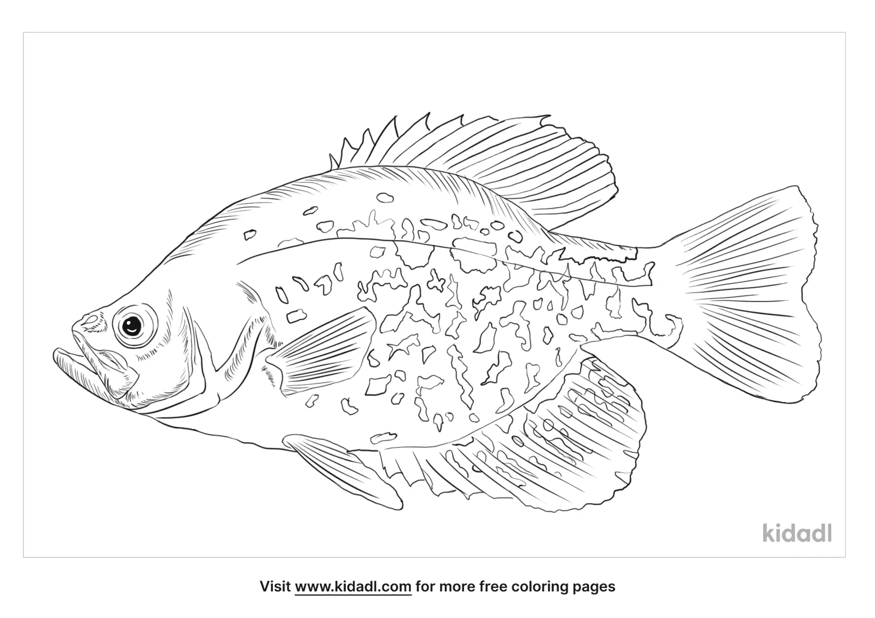 Free black crappie coloring page coloring page printables