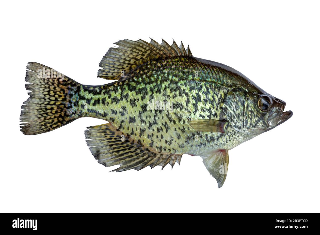 Crappie cut out stock images pictures
