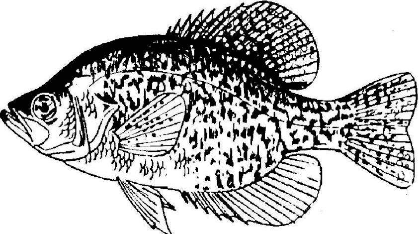 Coloring pike northern crappie fish template drawings sketch designlooter sketch coloring page fish coloring page crappie crappie fishing