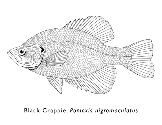 Black crappie coloring sheet