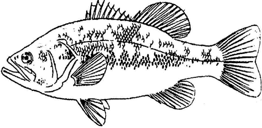 Crappie fish coloring page sketch coloring page fish coloring page coloring pages crappie fishing