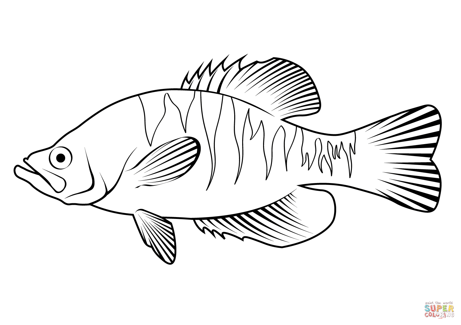 White crappie pomoxis annularis coloring page free printable coloring pages