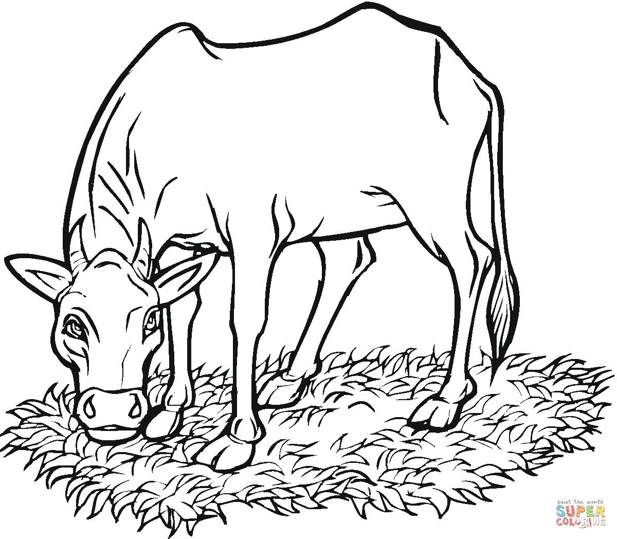 Cow eating grass coloring page free printable coloring pages