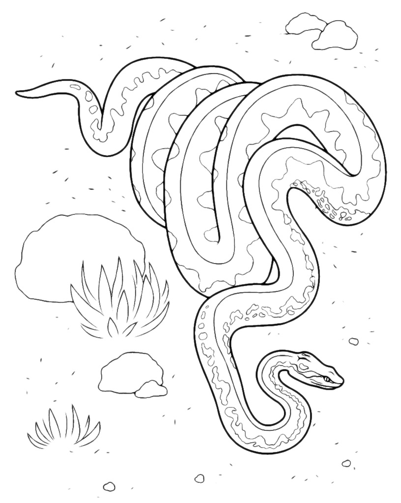 Animals