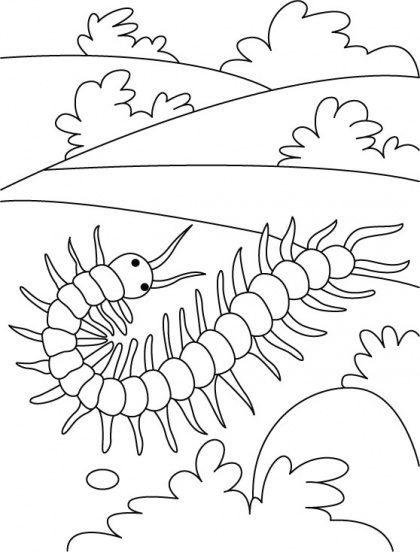 Centipede on a field round coloring pages download free centipede on a field round coloring pageâ insect coloring pages coloring pages coloring pages for kids