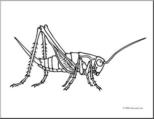 Clip art insects cricket coloring page i
