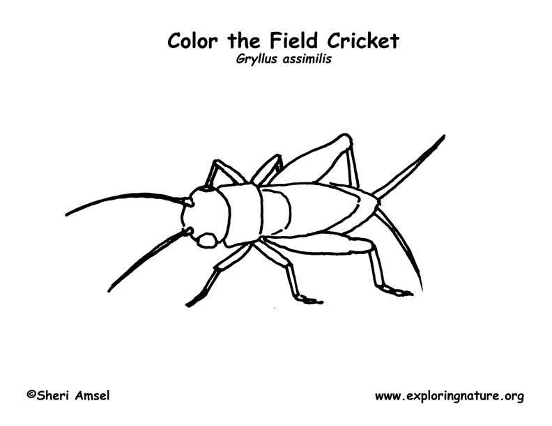 Cricket coloring page