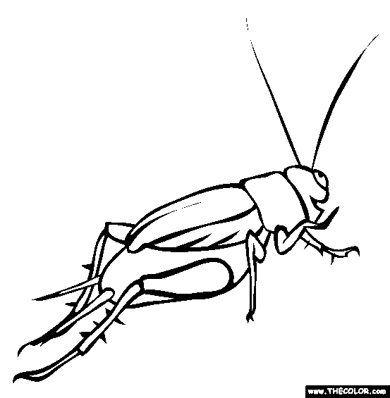 Cricket coloring page free cricket online coloring
