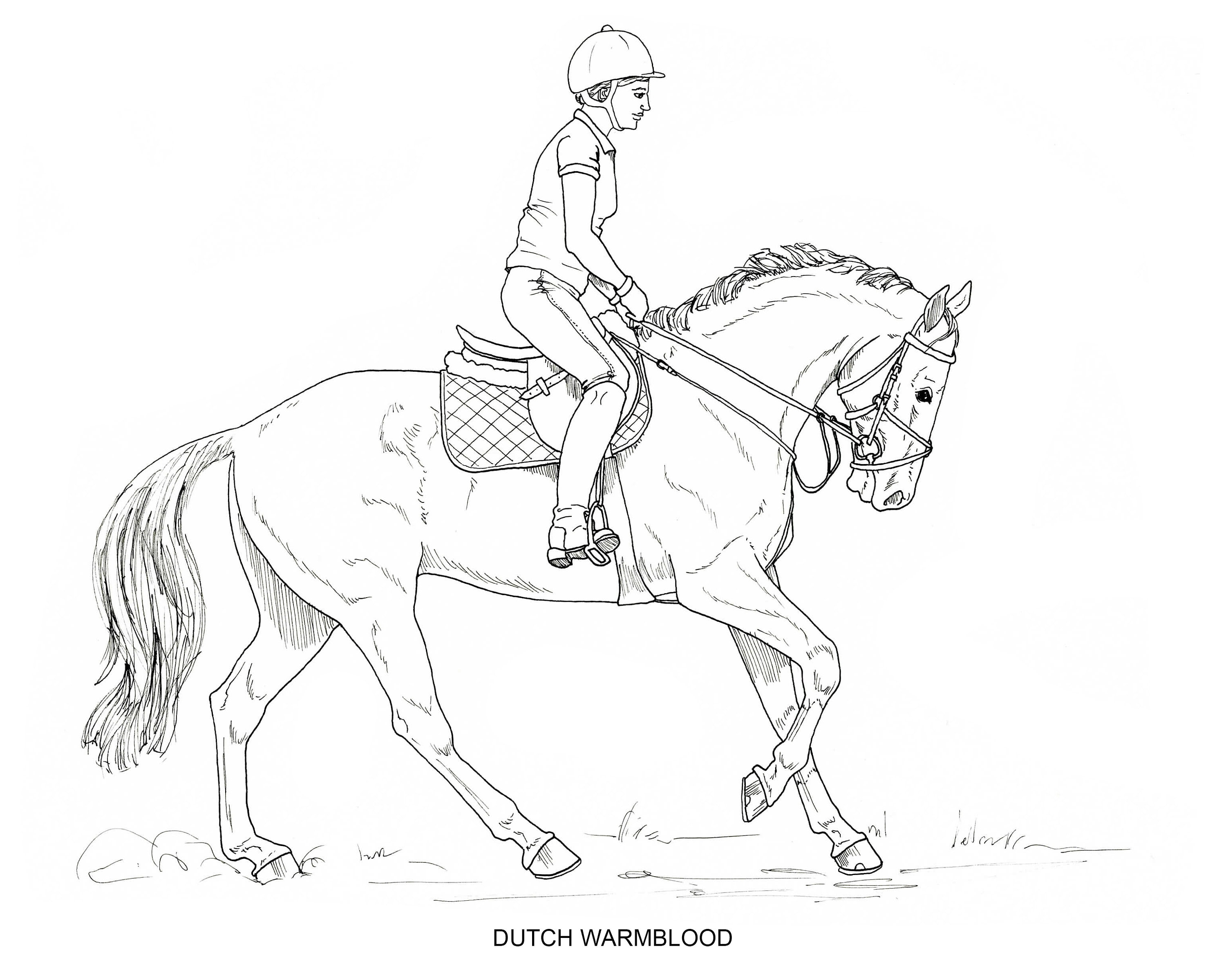 Printable set of horse breed coloring pages digital download