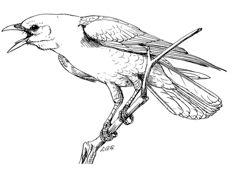 Realistic perched american crow coloring page free printable coloring pages
