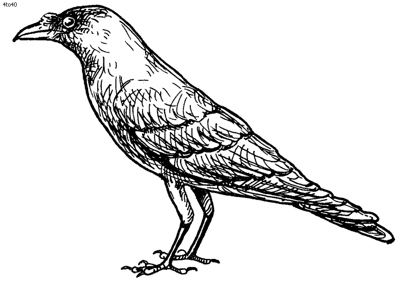 Crow