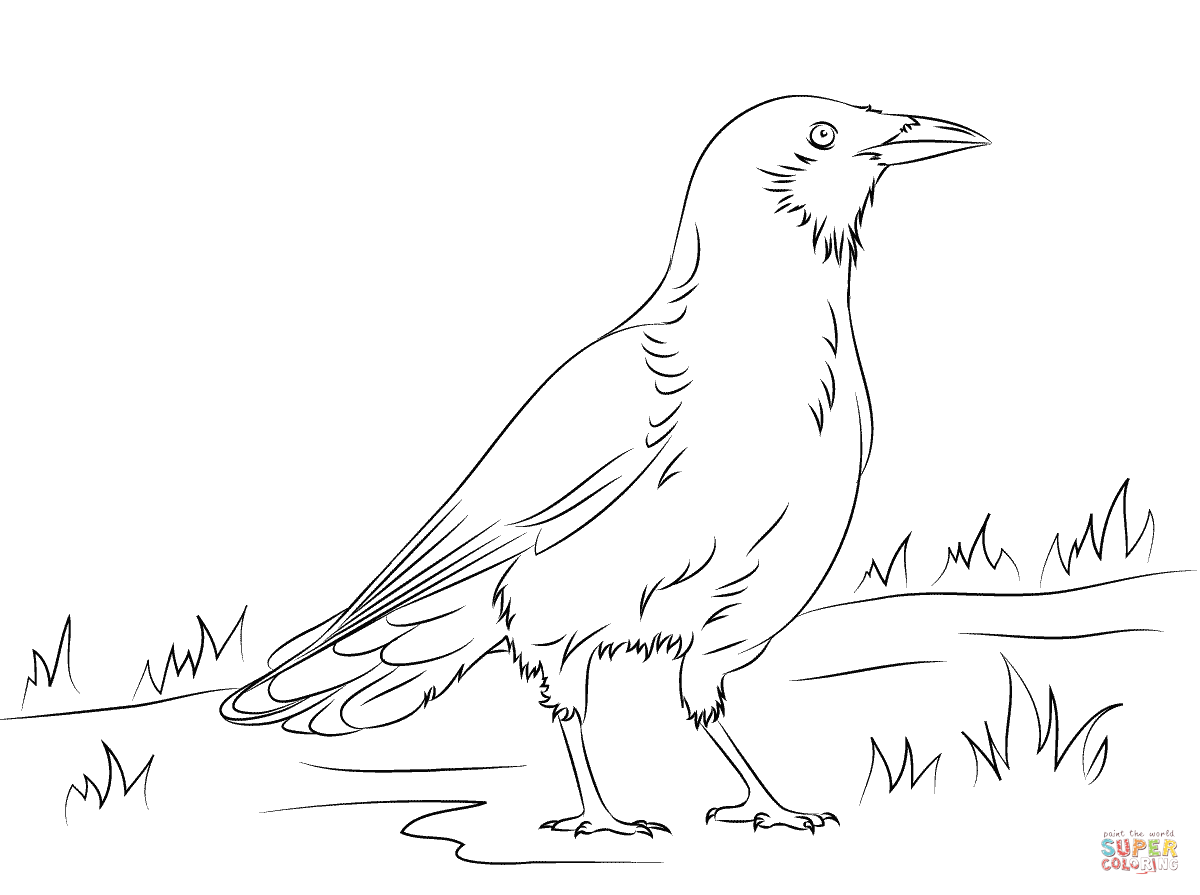 American crow coloring page free printable coloring pages