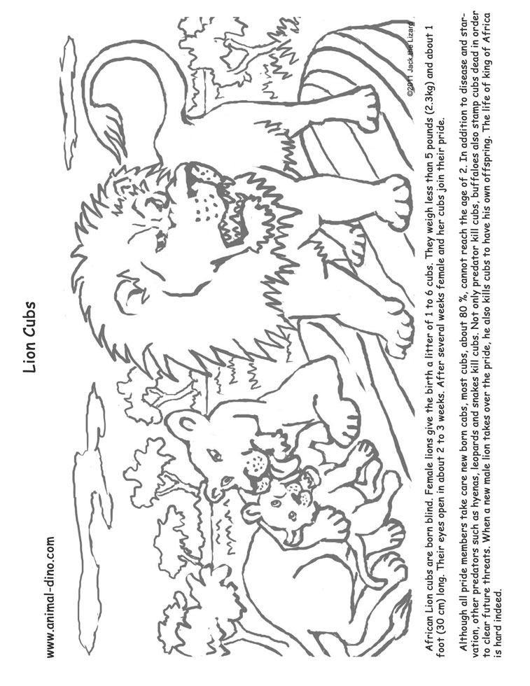 Animal coloring page lion cubs print size