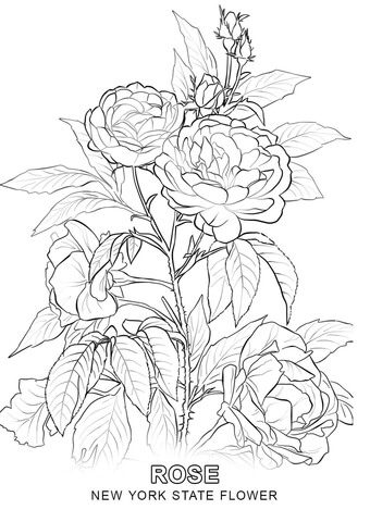 Dibujo de flor nacional de nueva york para colorear dibujos para colorear imprimir gratis