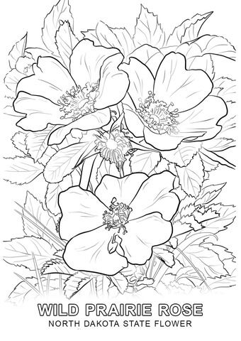 Dibujo de flor nacional de dakota del norte para colorear dibujos para colorear imprimir gratis