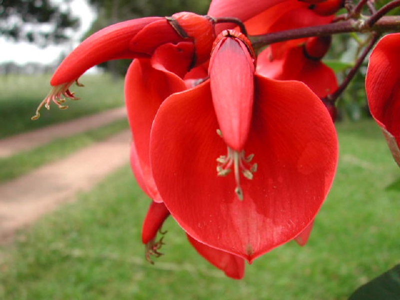 La flor nacional