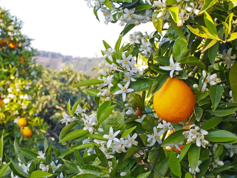 Quã flor enviar a tados unidos la flor de cada tado