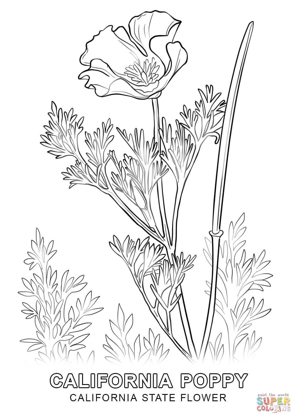 Dibujo de flor nacional de california para colorear dibujos para colorear imprimir gratis