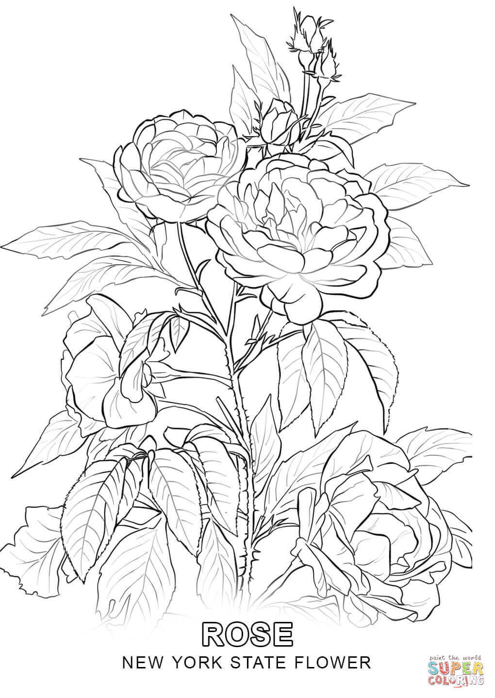Dibujo de flor nacional de nueva york para colorear dibujos para colorear imprimir gratis