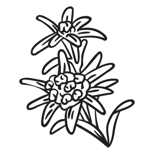 Diseãos png de flor nacional para camisetas merch