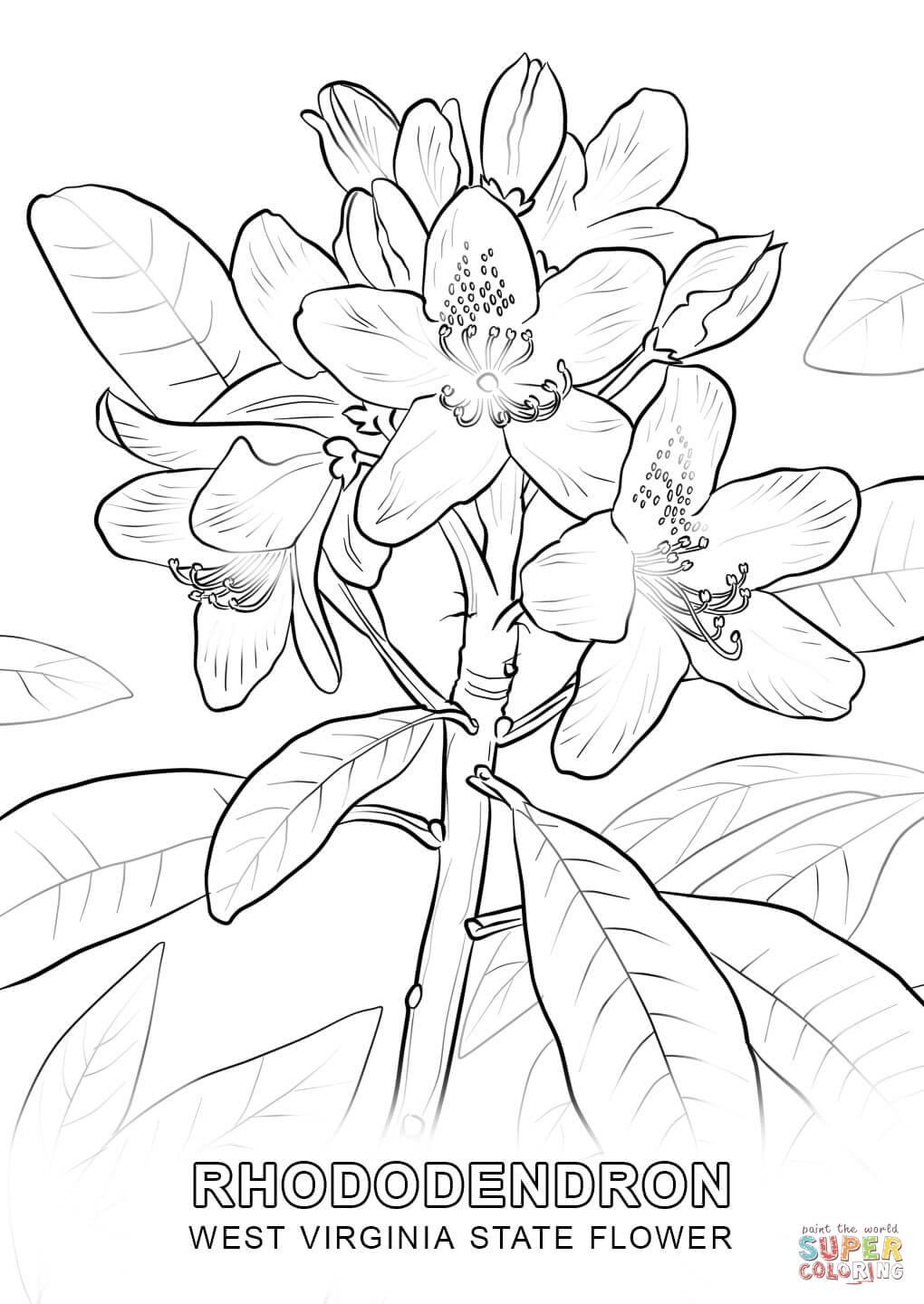 Dibujo de flor nacional de virginia del este para colorear dibujos para colorear imprimir gratis