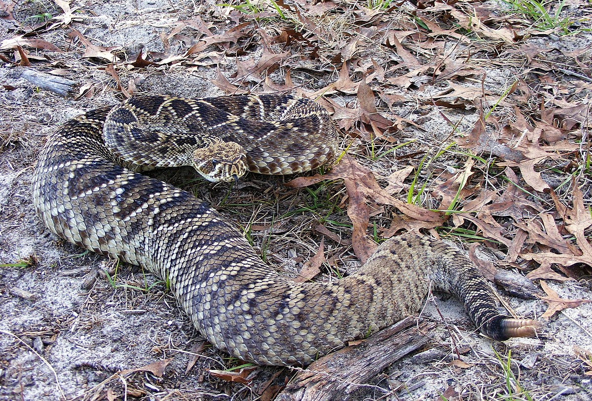 Filecrotalus adamanteus jpg