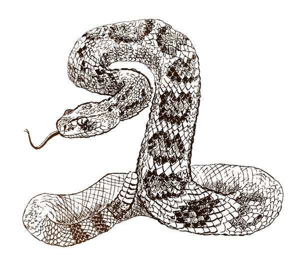 Diamondback rattlesnake mãs de ilustraciones y dibujos de stock con licencia libres de regalãas