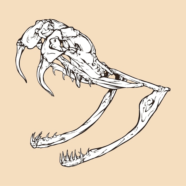 Ilustraciãn de vector de cabeza de crãneo de serpiente de cascabel de palda de diamante occidental vector premium
