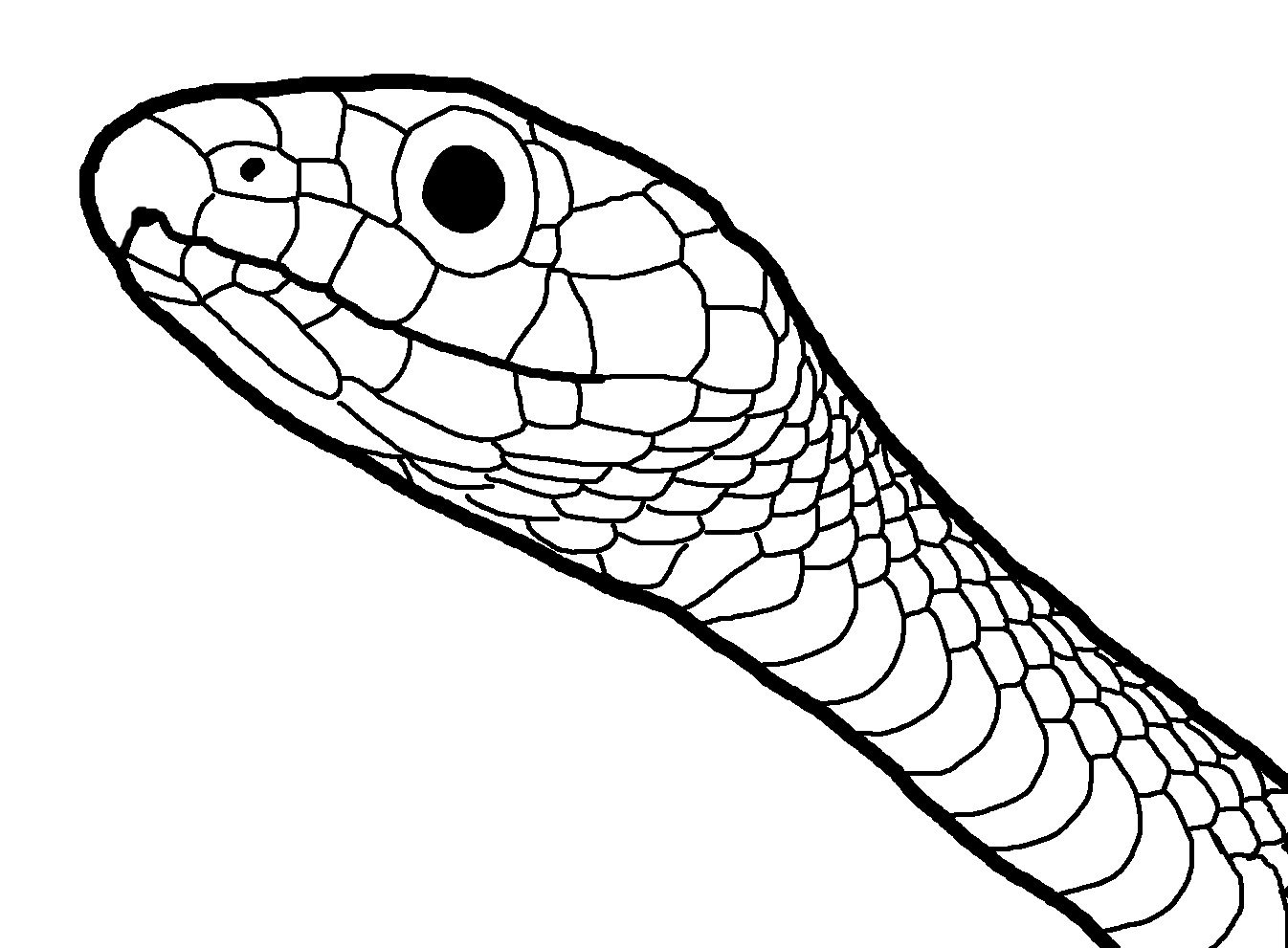 Cabeza de serpiente para colorear imãgenes y fotos