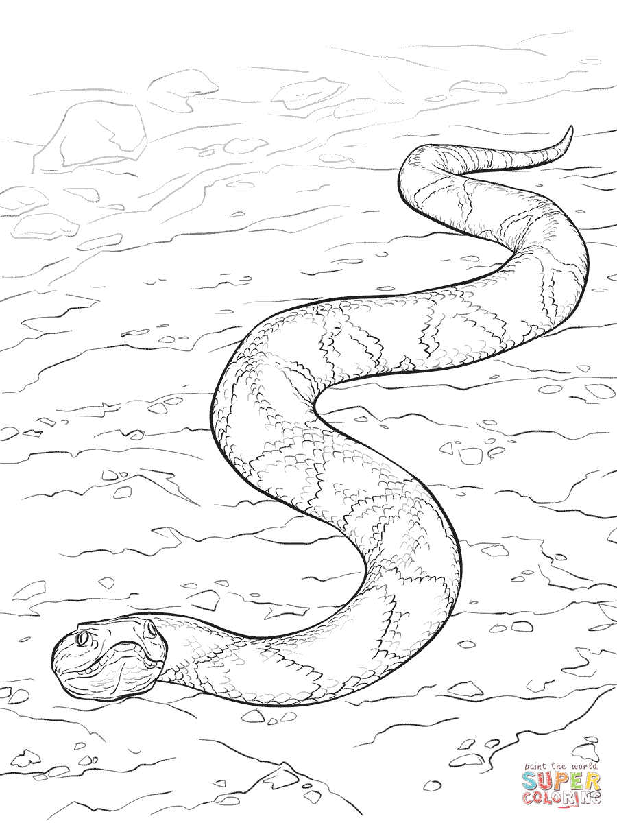 Dibujo de serpiente cabeza de cobre para colorear dibujos para colorear imprimir gratis