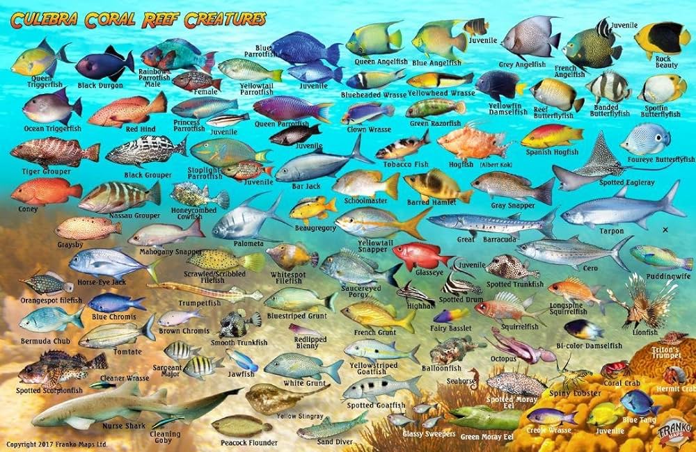 Culebra puerto rico dive map coral reef creatures guide franko maps laminated fish card franko maps ltd books