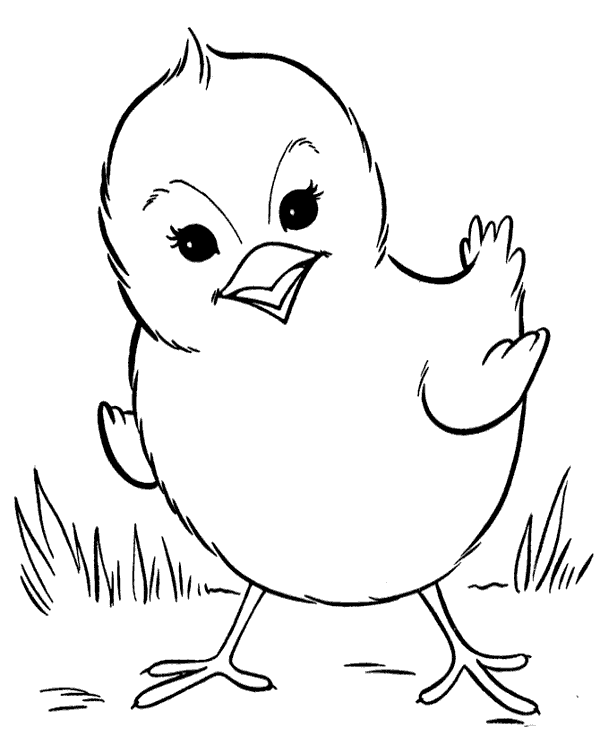 Chick picture to color