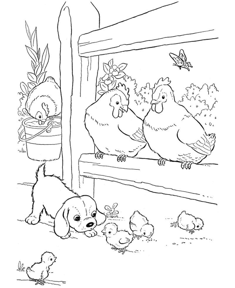 Cute chicken coloring pages pdf for children