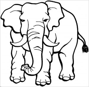 Elephant coloring pages to download for free