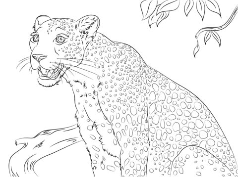 Cute leopard coloring page free printable coloring pages