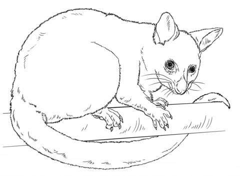 Mon brushtail possum coloring page free printable coloring pages