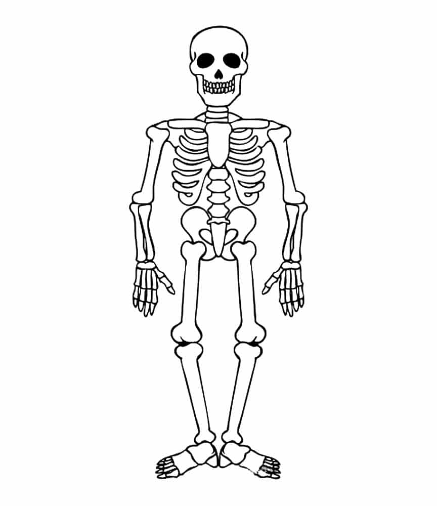 Detailed drawing of a skeleton coloring page