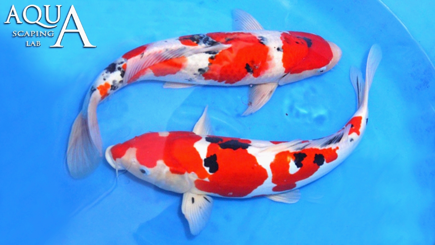 Koi carp