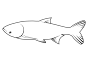 Amur carp cyprinus rubrofuscus coloring page free printable coloring pages