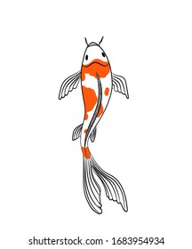 Cyprinus rubrofuscus royalty