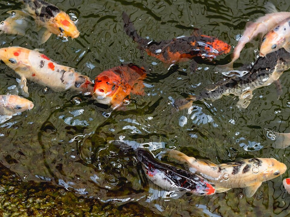 Colorful nishikigoi fish also known as amur carp or cyprinus rubrofuscus swimming in water as decorative beauties photo background and picture for free download