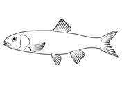 Carp coloring pages free coloring pages