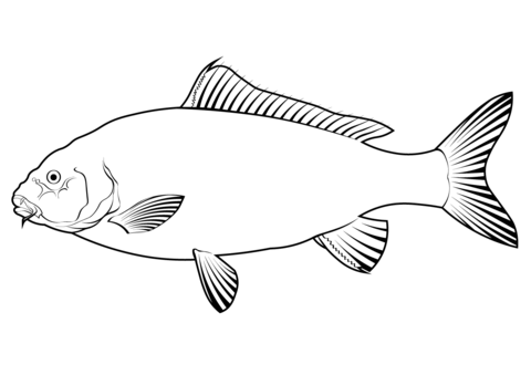 Mrigal carp cirrhinus cirrhosus coloring page free printable coloring pages