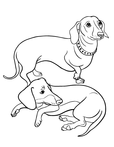 Free dachshund coloring page