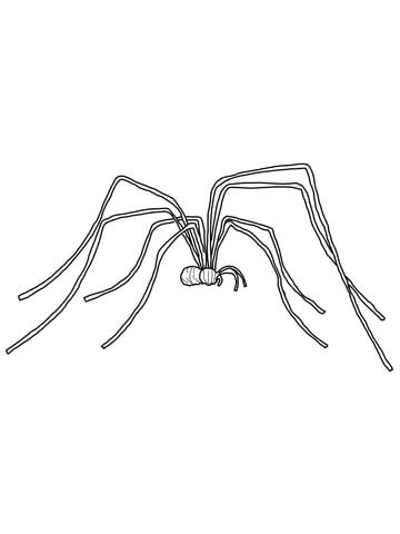 Daddy long legs coloring page free printable coloring pages