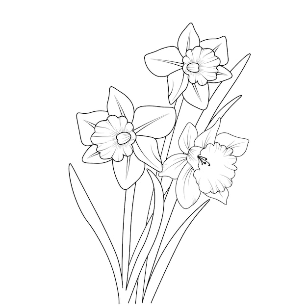 Premium vector daffodil flower coloring page and book hand